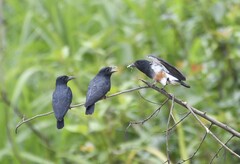 Chelidoptera tenebrosa