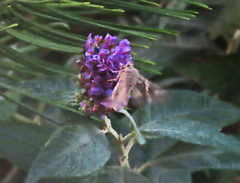 Autographa