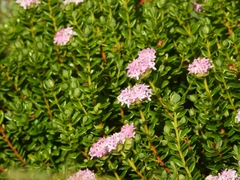 Pimelea ferruginea