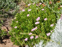 Pimelea ferruginea