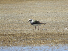 Vanellus resplendens
