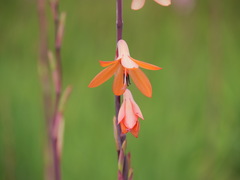 Watsonia meriana