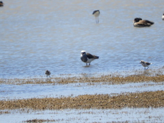 Vanellus resplendens