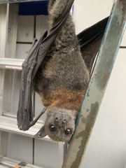 Pteropus poliocephalus