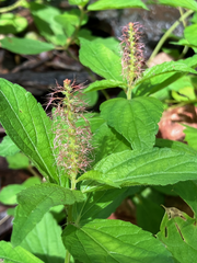 Acalypha phleoides