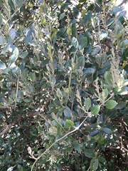Parsonsia
