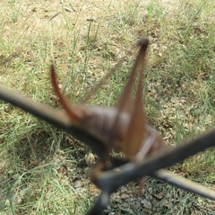 Tettigoniinae
