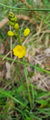 Bulbine bulbosa