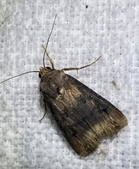 Agrotis ipsilon