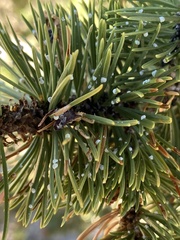 Pinus aristata