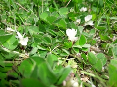 Trifolium subterraneum