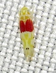 Eratoneura osborni
