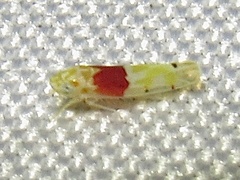 Eratoneura osborni