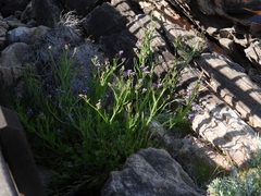 Limonium sinuatum