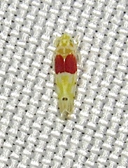 Eratoneura osborni