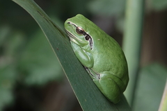 Hyla meridionalis