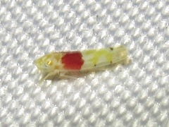 Eratoneura osborni