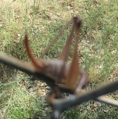 Tettigoniinae