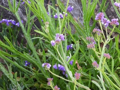 Limonium sinuatum
