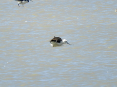 Recurvirostra andina