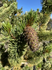 Pinus aristata