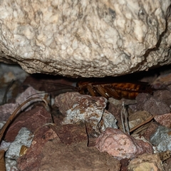 Periplaneta americana