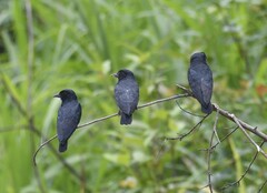 Chelidoptera tenebrosa