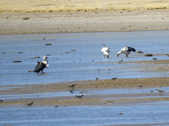 Oressochen melanopterus