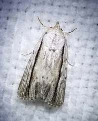 Catabenoides
