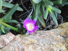 Carpobrotus virescens