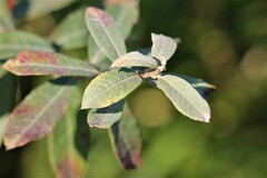Salix sitchensis