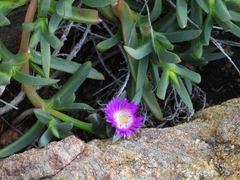 Carpobrotus virescens