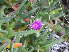 Carpobrotus virescens