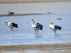 Oressochen melanopterus
