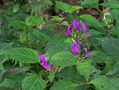 Hypoestes purpurea