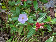 Hypoestes purpurea