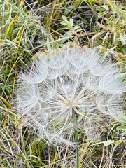 Scorzonera laciniata