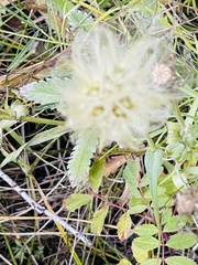 Scorzonera laciniata