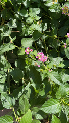 Lantana camara