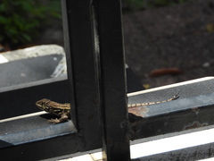 Leiocephalus carinatus