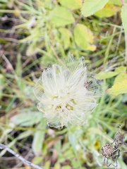 Scorzonera laciniata