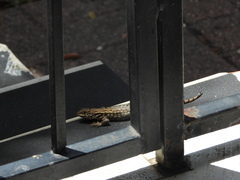 Leiocephalus carinatus