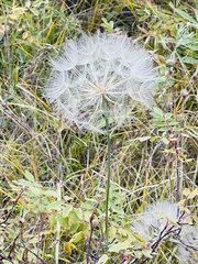 Scorzonera laciniata