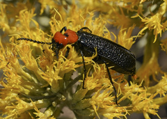 Lytta vulnerata