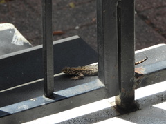 Leiocephalus carinatus