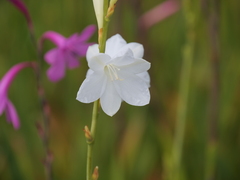Watsonia borbonica