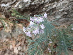 Linaria repens