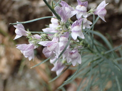Linaria repens