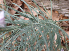 Linaria repens