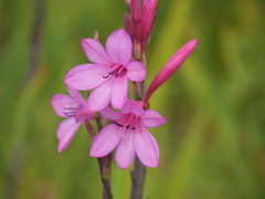 Watsonia borbonica